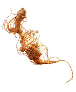 K5 – Sâm Ngọc Linh Tươi