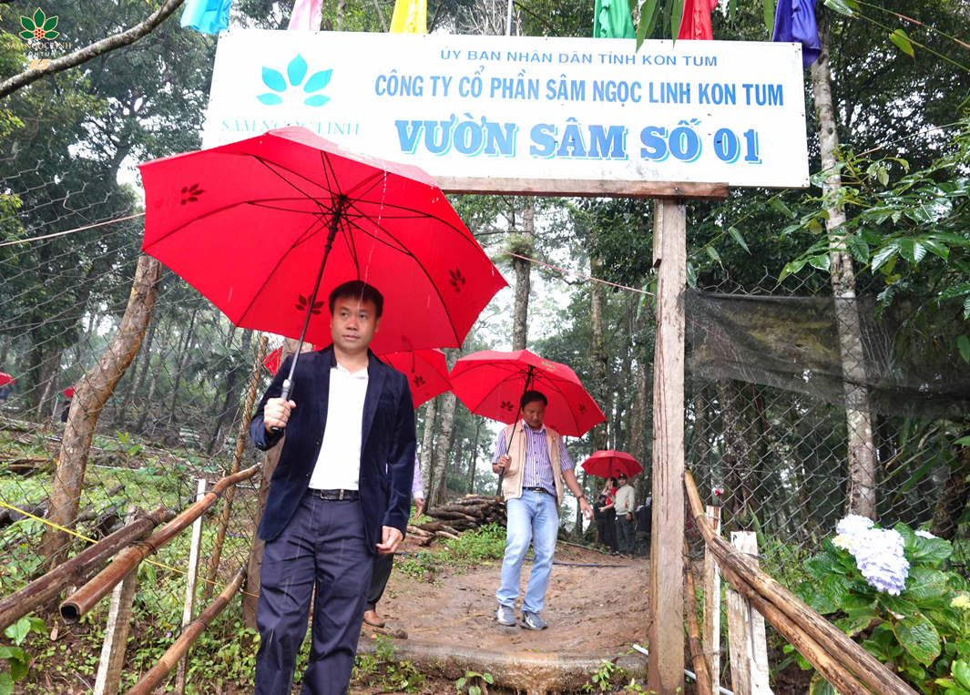 Vườn Sâm K5 tại tinh Kon Tum cũ.